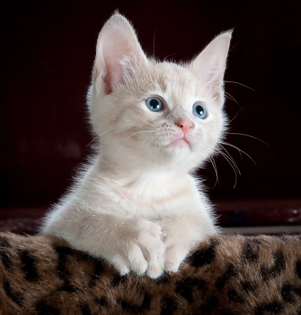Gatito atendido