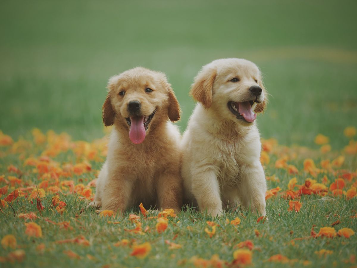 Cachorros golden retriever
