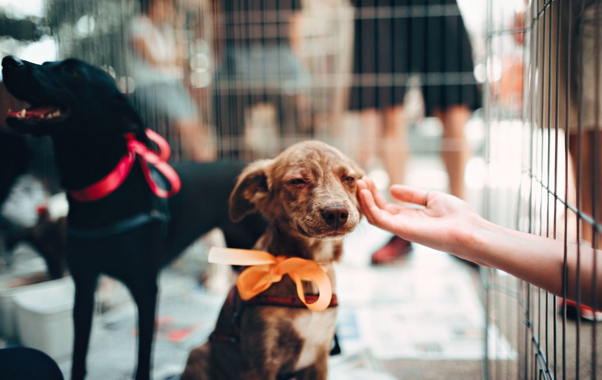 Perro rescatado en adopción